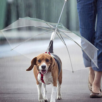Creative Leash Puppy Raincoat With Dog Leash